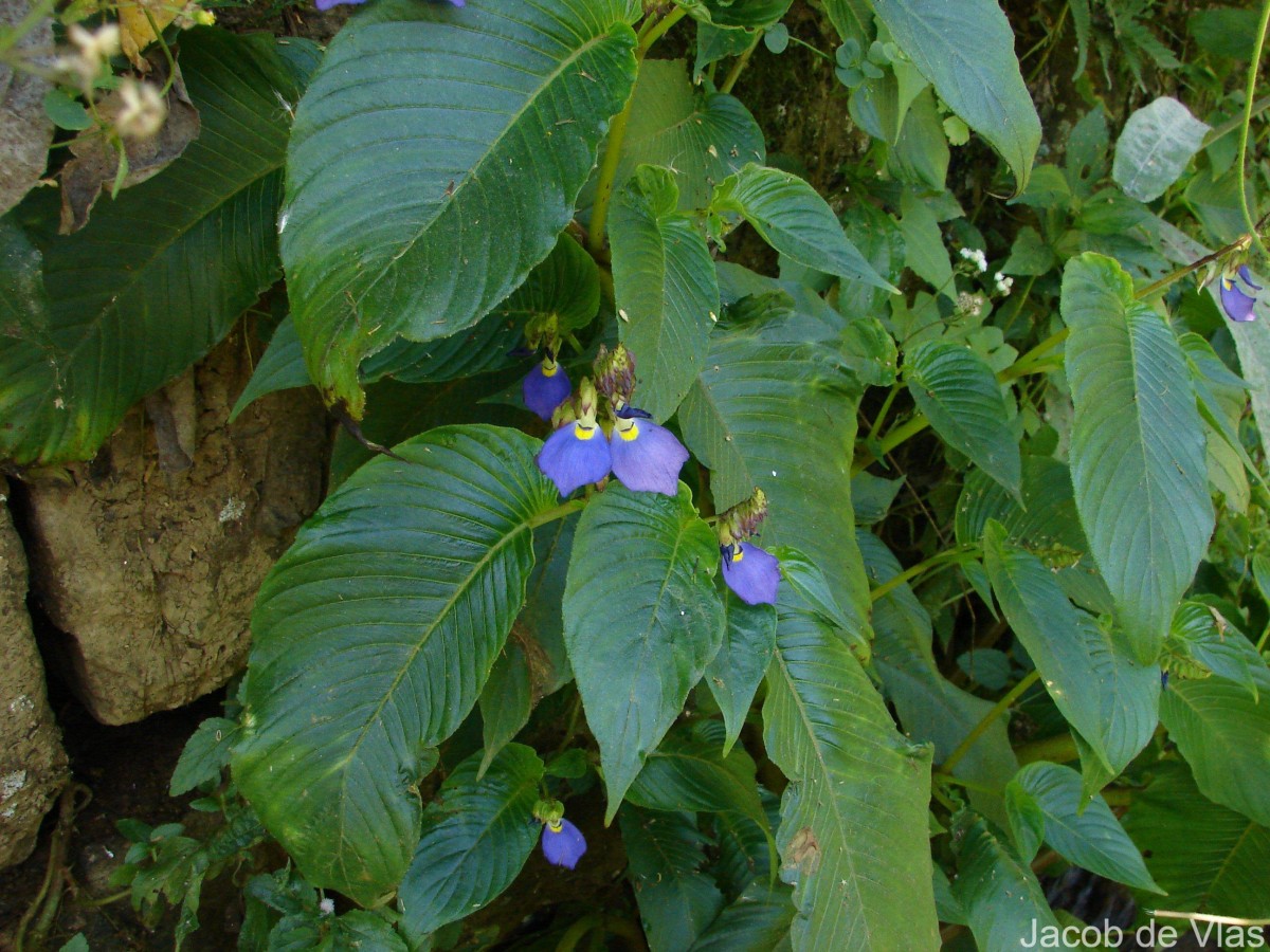 Rhynchoglossum notonianum (Wall.) B.L.Burtt